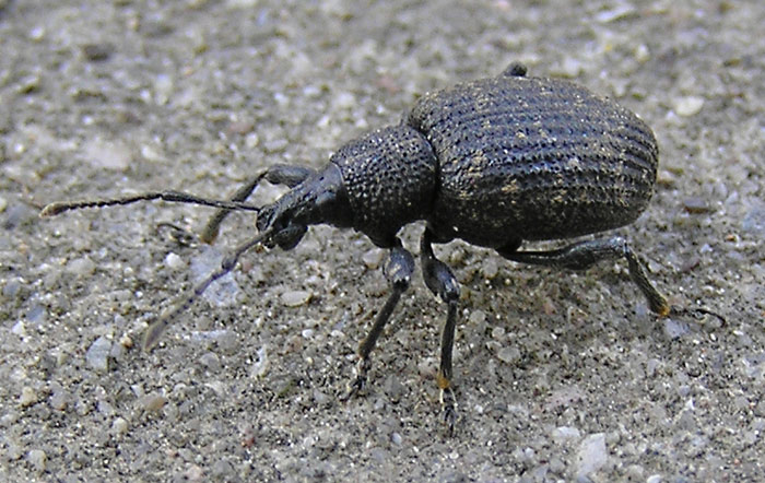 Dickmaulrüssler, Otiorhynchus sulcatus